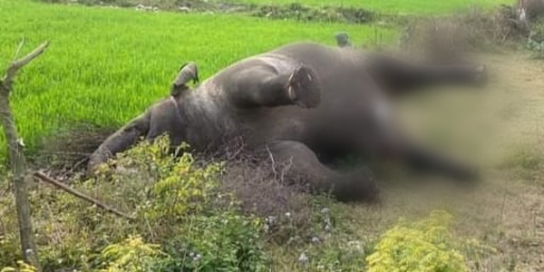 Death of Elephant पांवटा के बहराल के कौंचवाली में मृत मिला हाथी