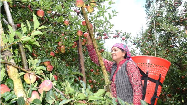 Gardening Rejuvenation एचपी शिवा परियोजना से बागवानी का हो रहा कायाकल्प