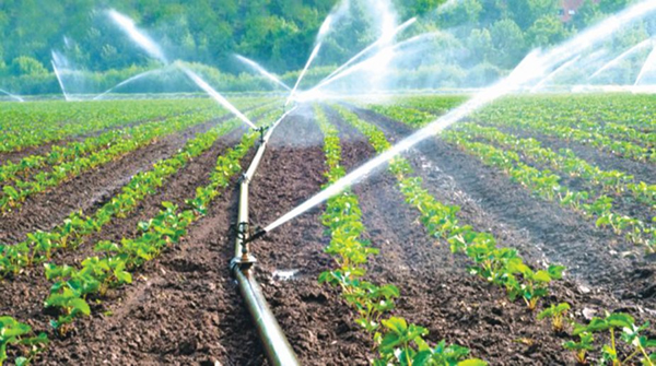 Increase Water Productivity with Micro Irrigation जल उत्पादकता बढ़ाने में सूक्ष्म सिंचाई महत्वपूर्ण: कुलपति