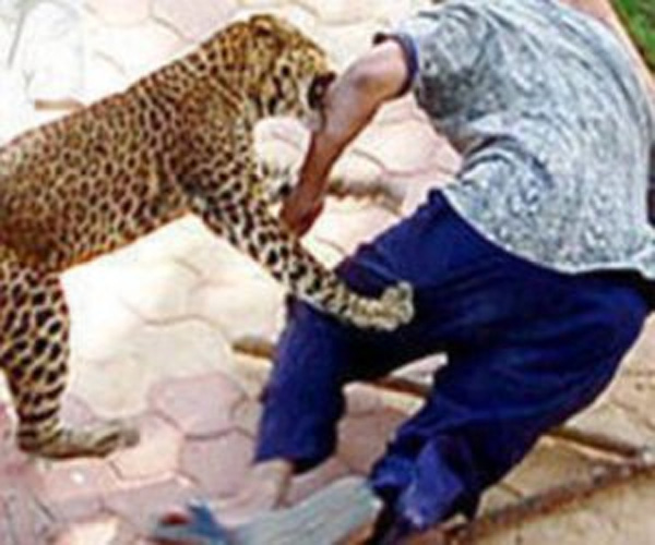 Leopard Attack काम पर जा रहे मजदूर पर तेंदुए का हमला