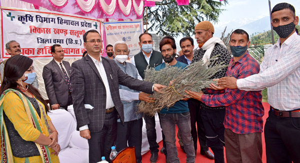 Lavender will be cultivated in Salooni Valley सलूणी घाटी में 30 एकड़ में होगी लैवेंडर की खेती