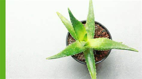 Benefits of Aloe Vera In Summer : गर्मियों में सूरज की किरणों से बचाये अपनी स्किन को अलोएवेरा की मदद से