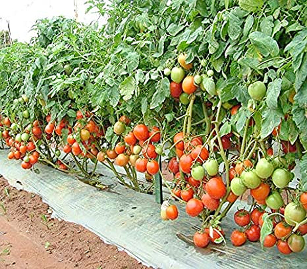 Dr. Tanwar Met Tomato Growers Association हिमाचल में भी फल-सब्जियों के समर्थन मूल्य तय हों