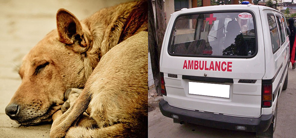 Ambulance Facility for Animals हिमाचल सरकार शुरू करेगी पशुओं के लिए एंबुलेंस सुविधा