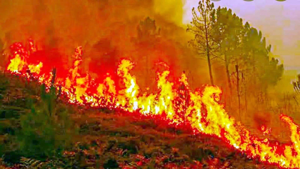 वनों की आग से निकले धुएं से सांस, हृदय और प्रतिरक्षा संबंधी बीमारियां बढ़ीं