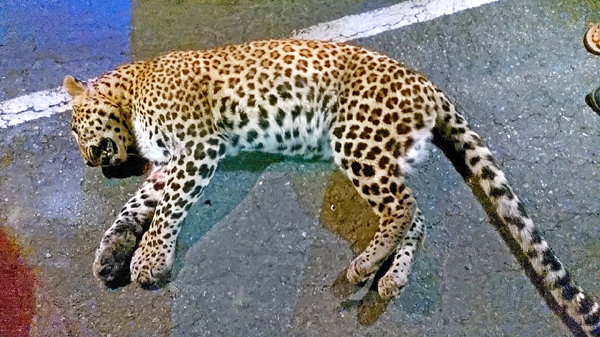 ट्रक की चपेट में आने से तेंदुए की मौत Leopard Dies After Being Hit By Truck