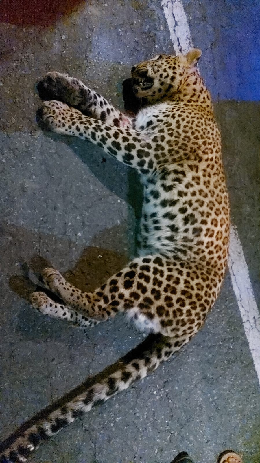 तेज रफ्तार ट्रक की चपेट में आया तेंदुआ, मौके पर ही मौत Death Of Leopard