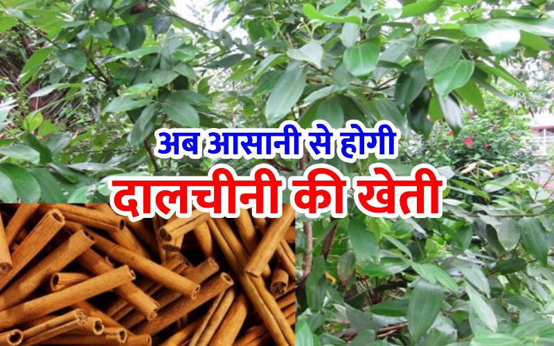 Cinnamon Cultivation: हिमाचल के बाजारों में 2025 तक आ जाएगी दालचीनी की फसल