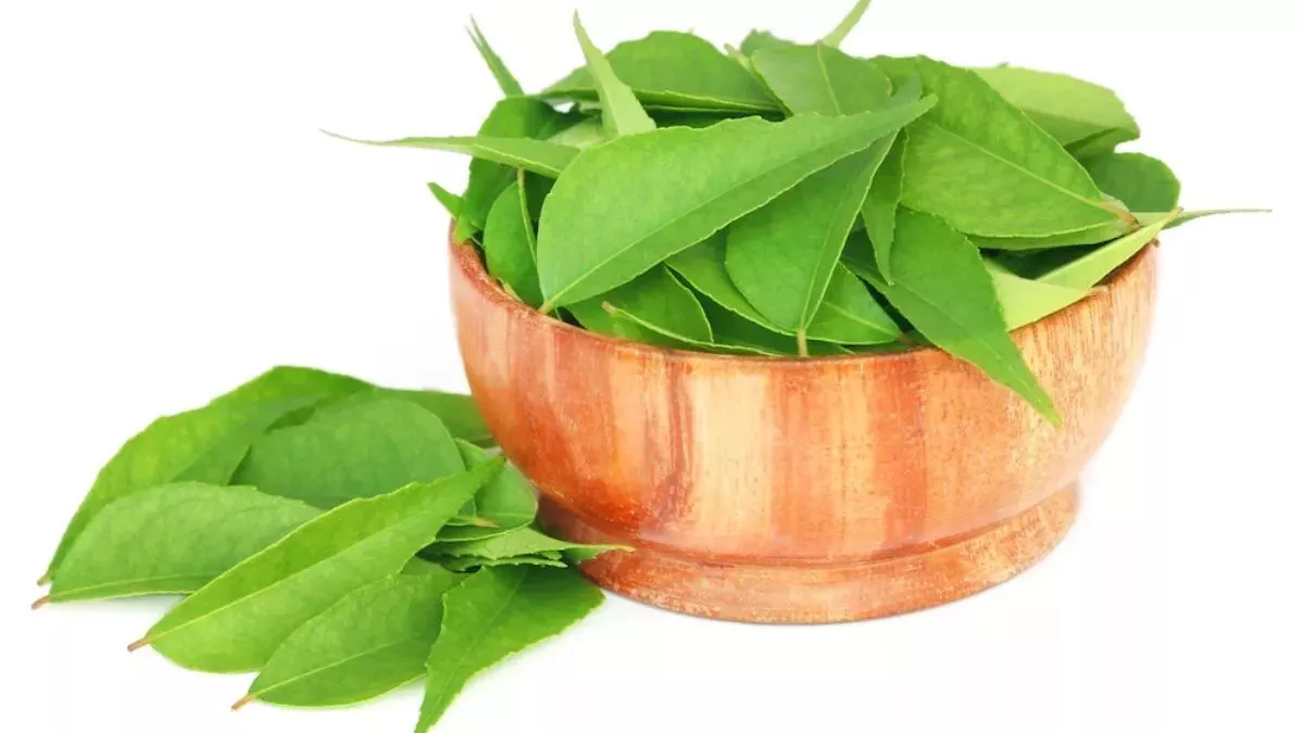 Curry Leaves Benefits: आंखों की रोशनी बढ़ाने में फायदेमंद है करी का पत्ता, जानिए अन्य फायदे