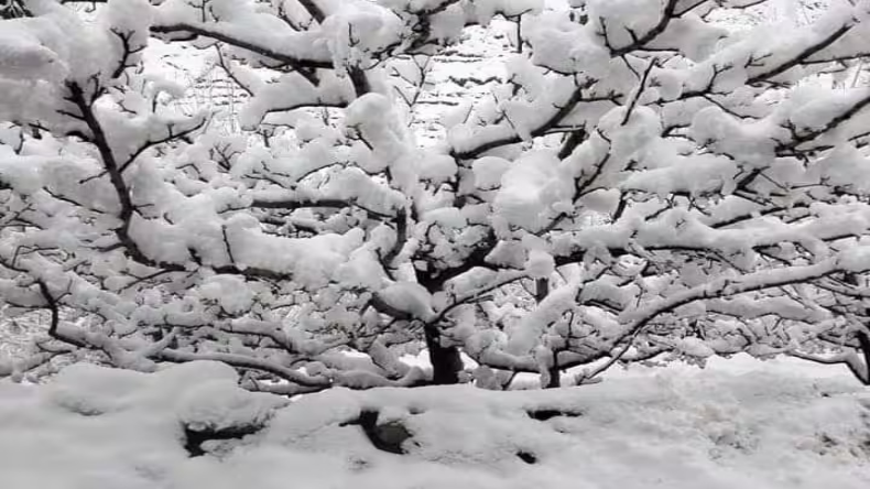 Himachal weather: हिमाचल में बारिश और बर्फबारी से फसलों को भारी नुकसान, प्रदेश में कई सड़कें बंद