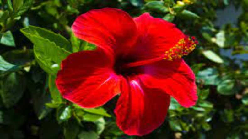 Hibiscus benefits: गुड़हल को सेहत के लिए माना जाता है फायदेमंद, जानें इसके फायदे