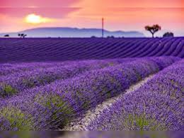 Lavender Farming In Himachal: अब हिमाचल में भी होगी लैवेंडर की खेती, किसानों के लिए लाभ की खुशबू लाएगी बैंगनी क्रांति