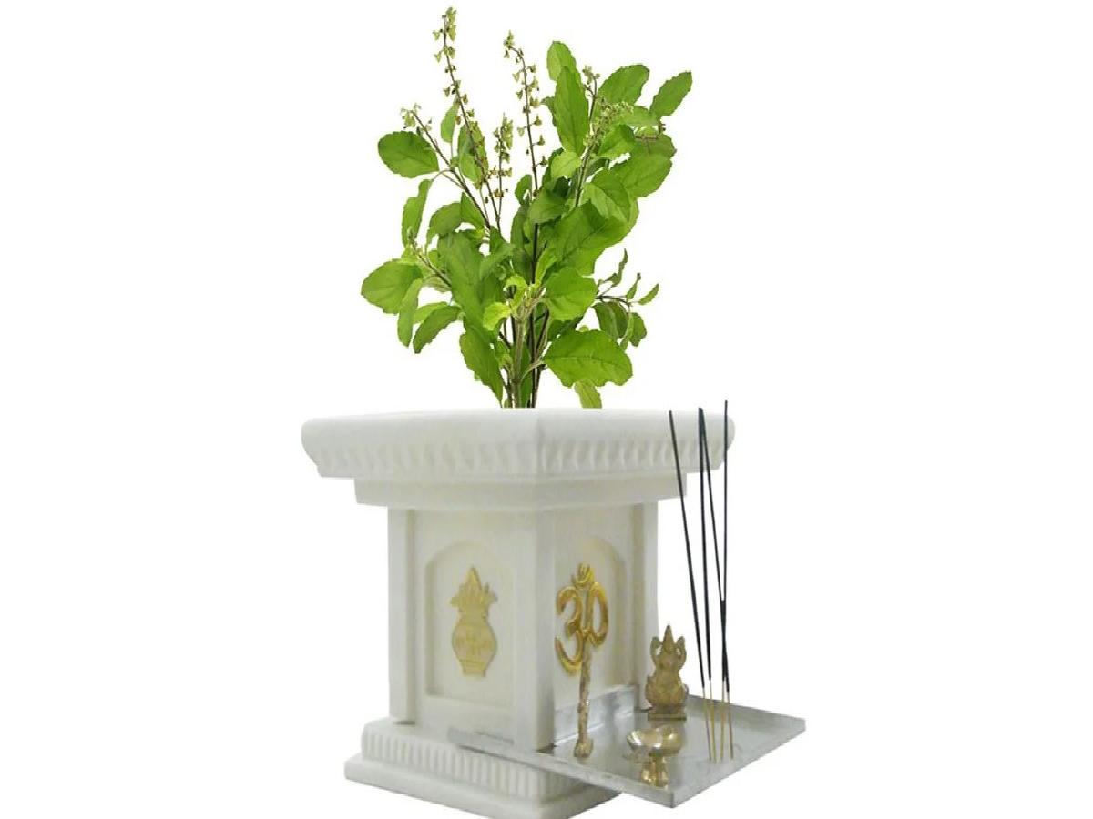 Dharm: भूलकर भी ना रखें तुलसी (Tulsi) के पास ये चीज़ें, घर पर आएगी दरिद्रता