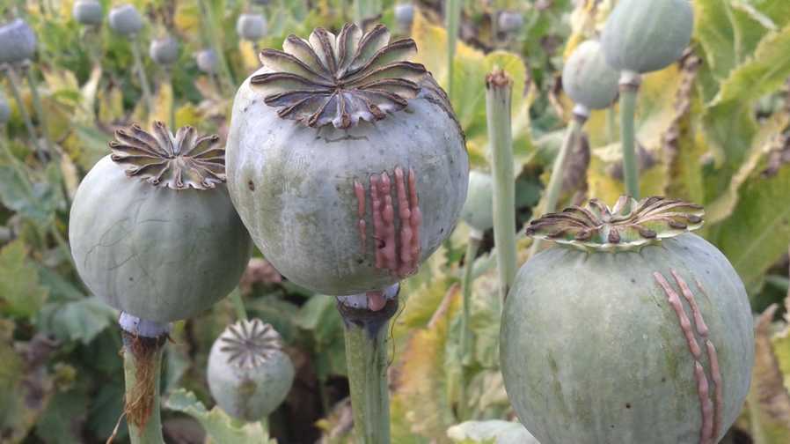 Poppy plant: बिलासपुर में विजिलेंस की टीम ने पकड़े अफीम के 648 पौधे