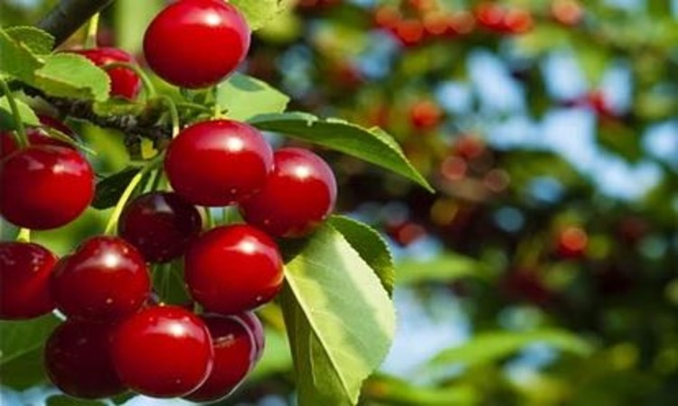 Himachal Cherry: हिमाचल की चेरी पहली बार बिकी 2,000 रुपये बॉक्स के रेट पर