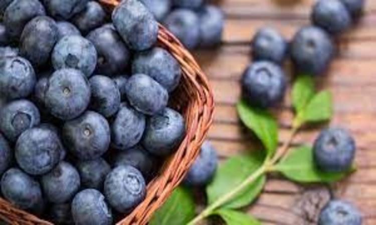 Blueberries: ब्लूबेरी खाने से मिलते है अचूक फायदे,  हर उम्र के लोगों को रखता है स्वस्थ