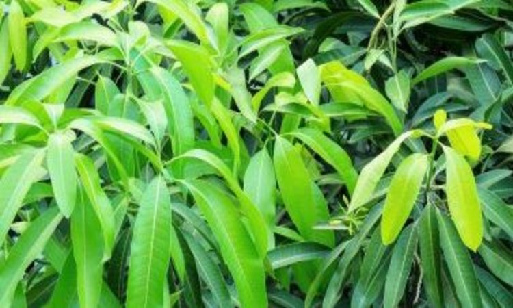 Mango Leaves Benefits: आम के पत्तों के उपयोग से होते हैं ये रोग दूर, जानिए इसके फायदें