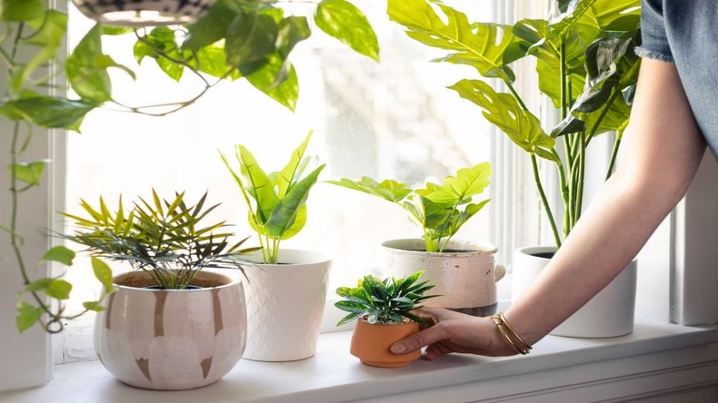 Vastu Tips For Plants: वास्तु के अनुसार घर में जरूर लगाएं ये पौधे, इससे होती हैं आर्थिक समस्याएं दूर