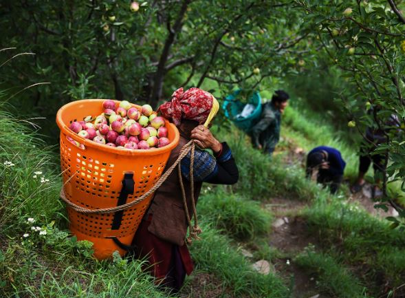 Apple Season: हिमाचल की 400 सड़के हुई बंद, मंडियों तक सेब पहुंचाने का खर्चा हुआ डबल, पीठ पर रख सेब ढोह रहे मजदूर