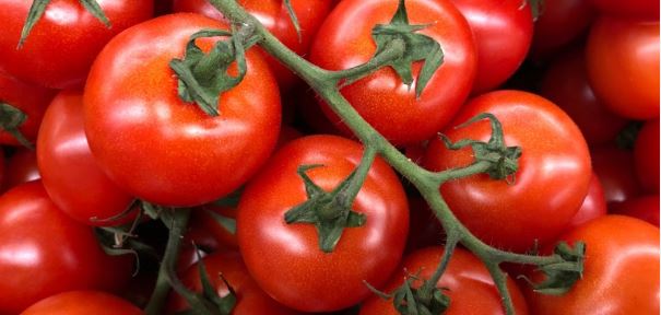 Tomato prices Himachal: टमाटर की 25 किलो की क्रेट 1,875 रुपए की बीकी, दाम में आाई एक बीर फिर गिरावट