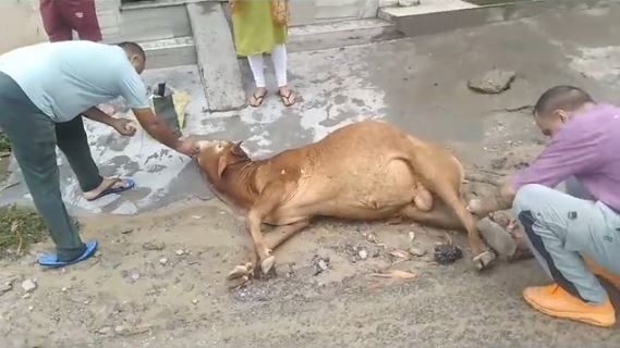 Kangra News: गौसेवा दल नूरपुर ने उठाया बीड़ा गौवंश की सुरक्षा के लिए यह दल कर रहा है दिन रात सेवा