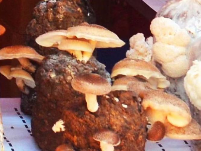 Shiitake Mushroom: अब 6 माह का नहीं करना पड़ेगा इंतजार, कैंसर से लड़ने वाली यह शिटाके मशरूम होगी केवल 45 दिन में तैयार