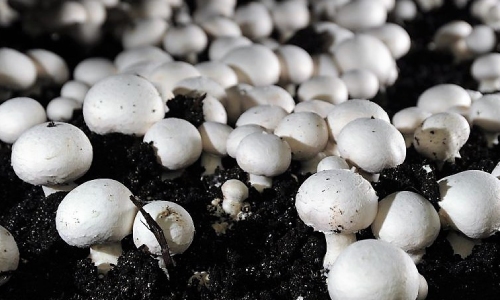 Button Mushroom:  अब काली नहीं पड़ेगी बटन मशरूम, निदेशालय ने विकसित की नई किस्म