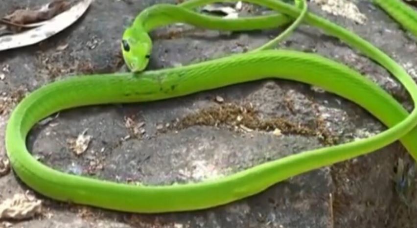 Dangerous Snake: भारत मिला ये नई प्रजाति का सांप, घास में छिपा तो ढूंढ़ते हुए हो जाएगे परेशान