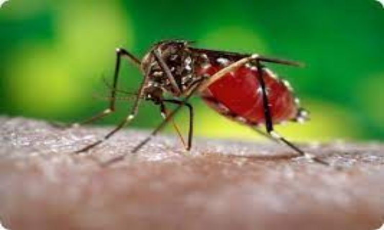 Dengue in Bangladesh: सर्दियों में बढ़ रहा डेंगू, जानिए इससे बचने के तरीके वरना पछताएंगे