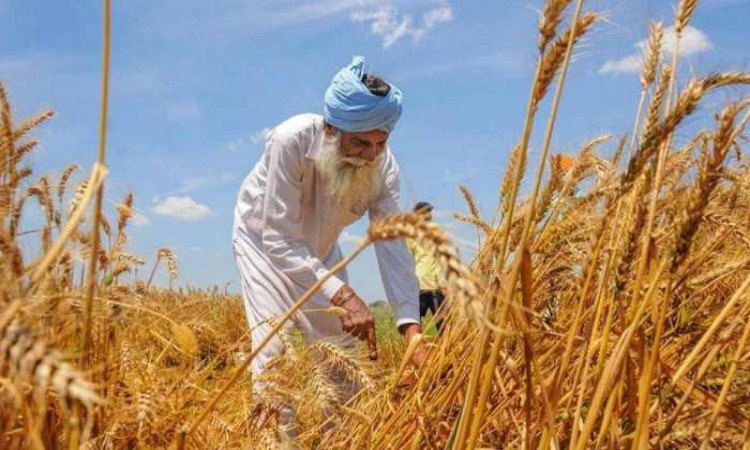 Punjab News: विदेश जाते ही 2016 के बाद 75 प्रतिशत लोगों ने छोड़ा पंजाब, जानिए क्या है वजह