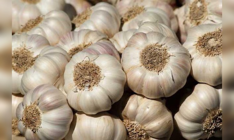 Garlic Rates: हिमाचल में बारिश-बर्फबारी के बीच महंगी हुई सब्जियां, जानें कितनी महंगी हुई सब्जियां