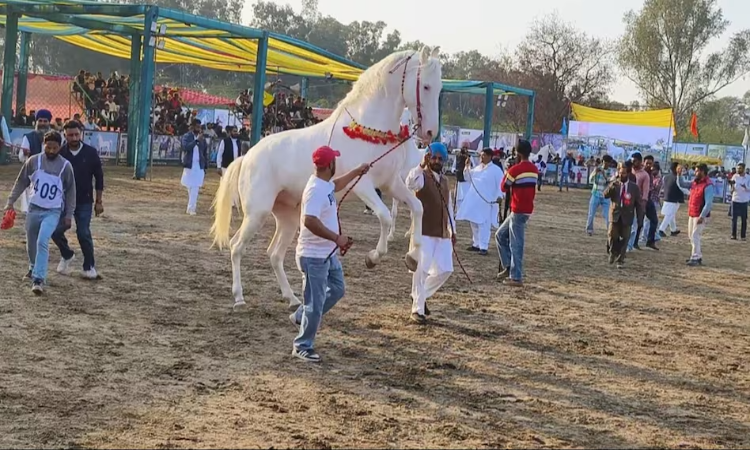 Punjab: पंजाब के हॉर्स शो में पहुंचा 3 करोड़ का घोड़ा, खासियत जानकर रह जाओगे हैरान