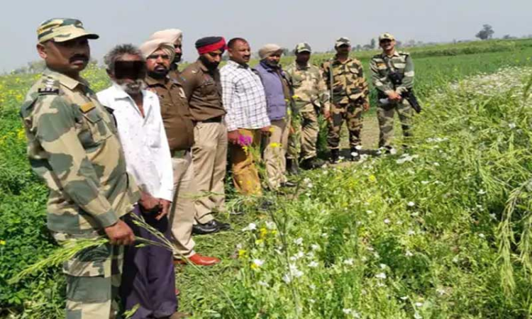 Punjab Crime: सीमा पर कर रहा था अफीम की खेती, BSF ने किया गिरफ्तार, जानें कहां का है मामला