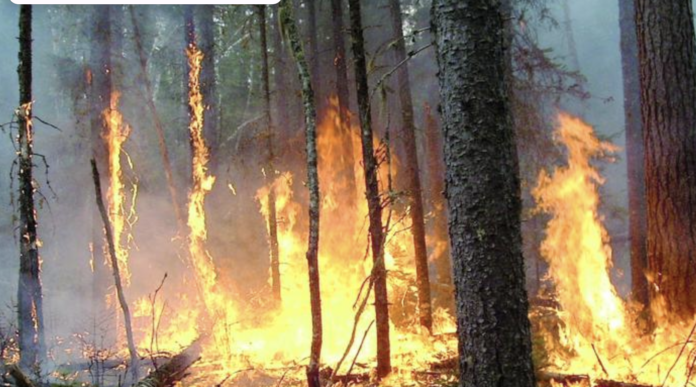 Himachal Forest Fire