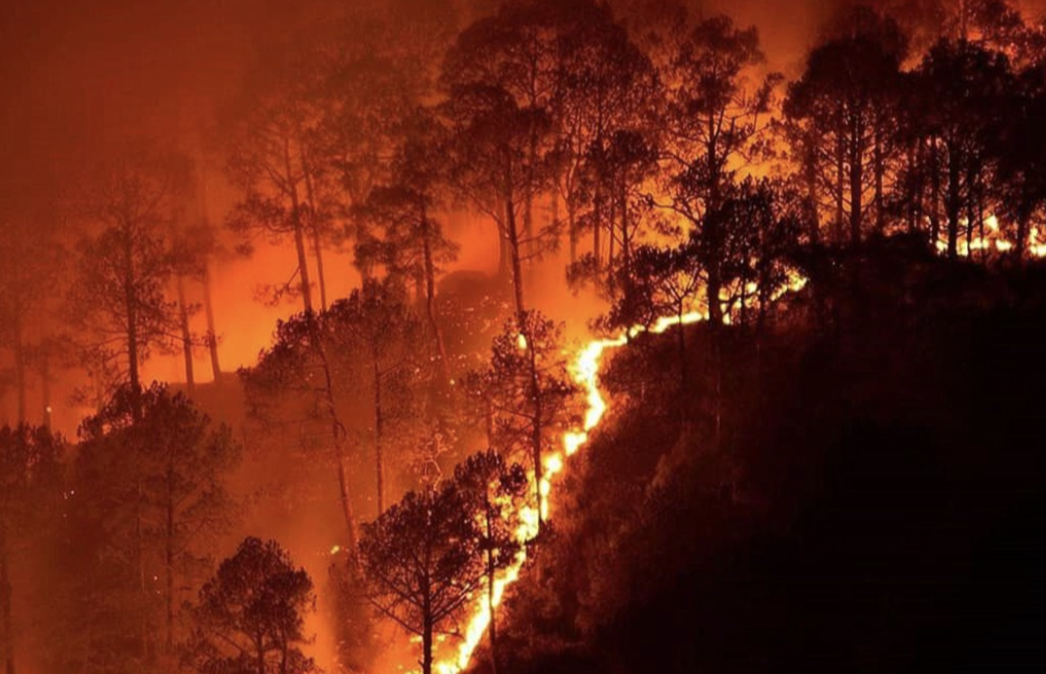 Forest Fire: हिमाचल के जंगलों में फिर लगी भीषण आग, 62 नई घटनाएं दर्ज