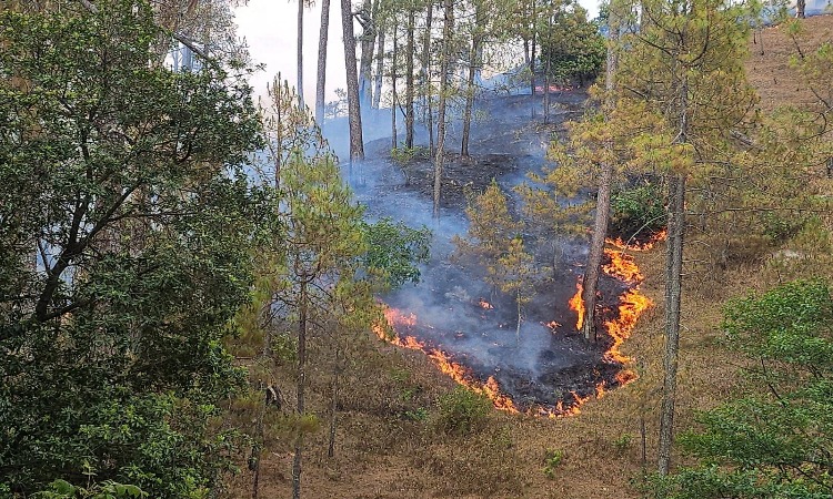 Himachal Fire: जंगल में लगी आग, किटपल पंचायत के दो परिवारों की पशुशालाएं जलीं