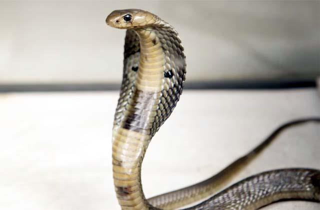 Snake Bite: घुमारवीं के मरहोल में युवक को सांप ने काटा, अस्पताल पहुंचने से पहले तोड़ा दम