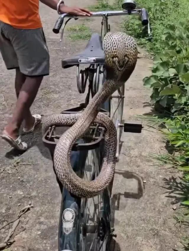 कोबरा के साथ ये क्या कर रहा लड़का, Video देख उड़े होश