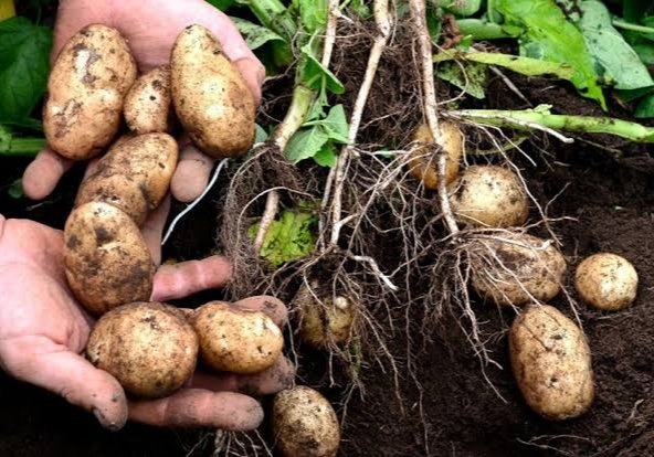 Himachal Potato Price: पहले ही सीजन में आलू के मिल रहे अच्छे दाम, किसानों में खुशी की लहर